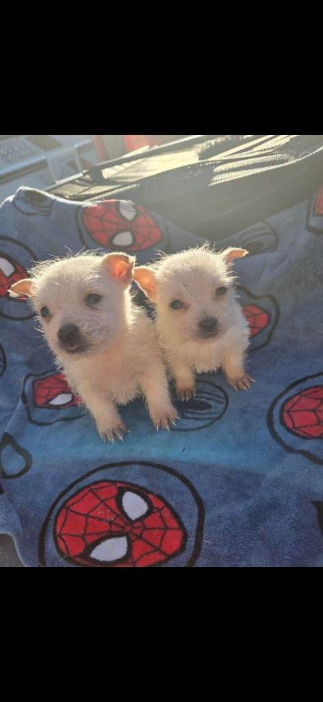 Westhighland white puppy 