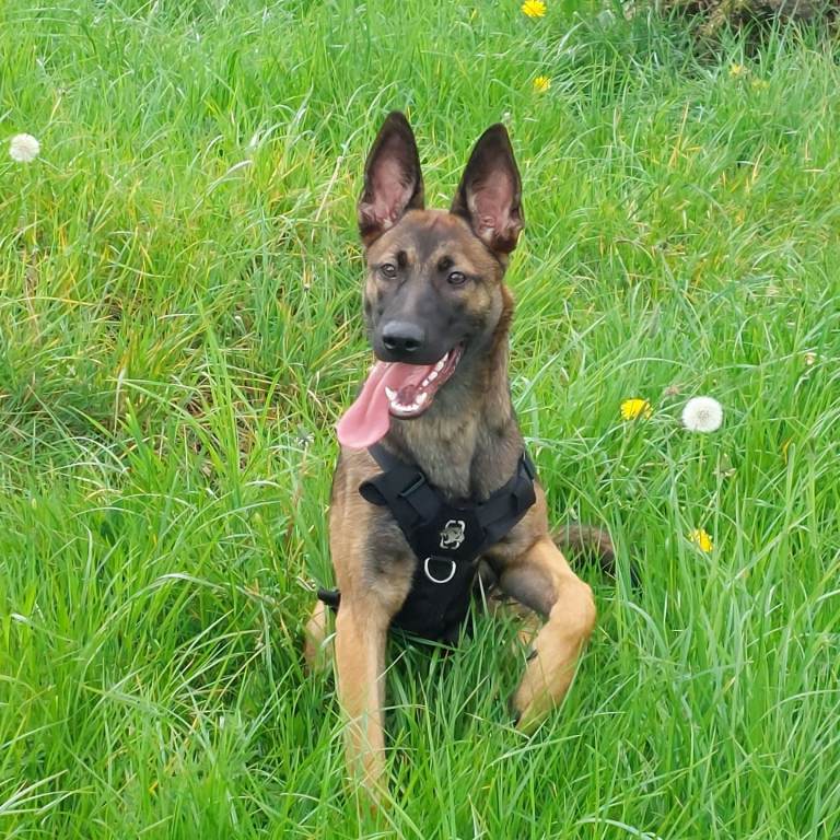 Belgian malinois 