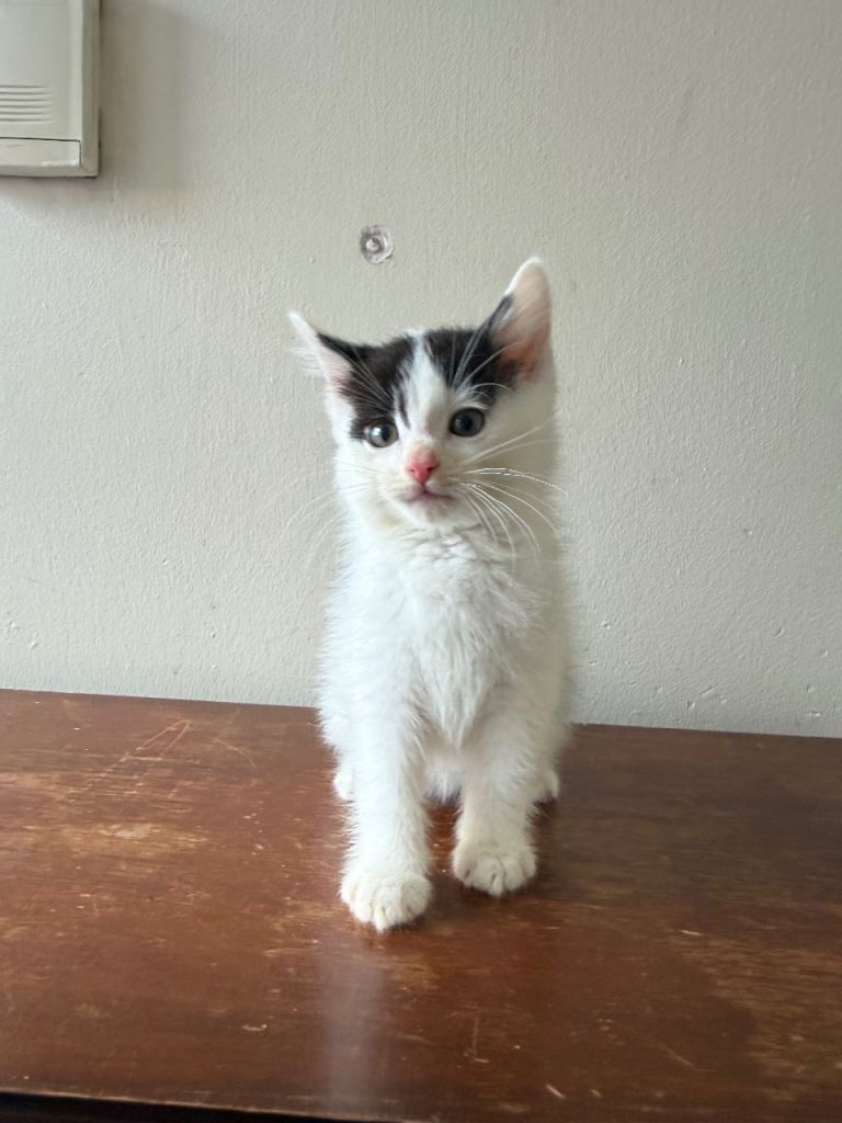 Norwegian forest cat x British shorthair kittens 8 weeks old 