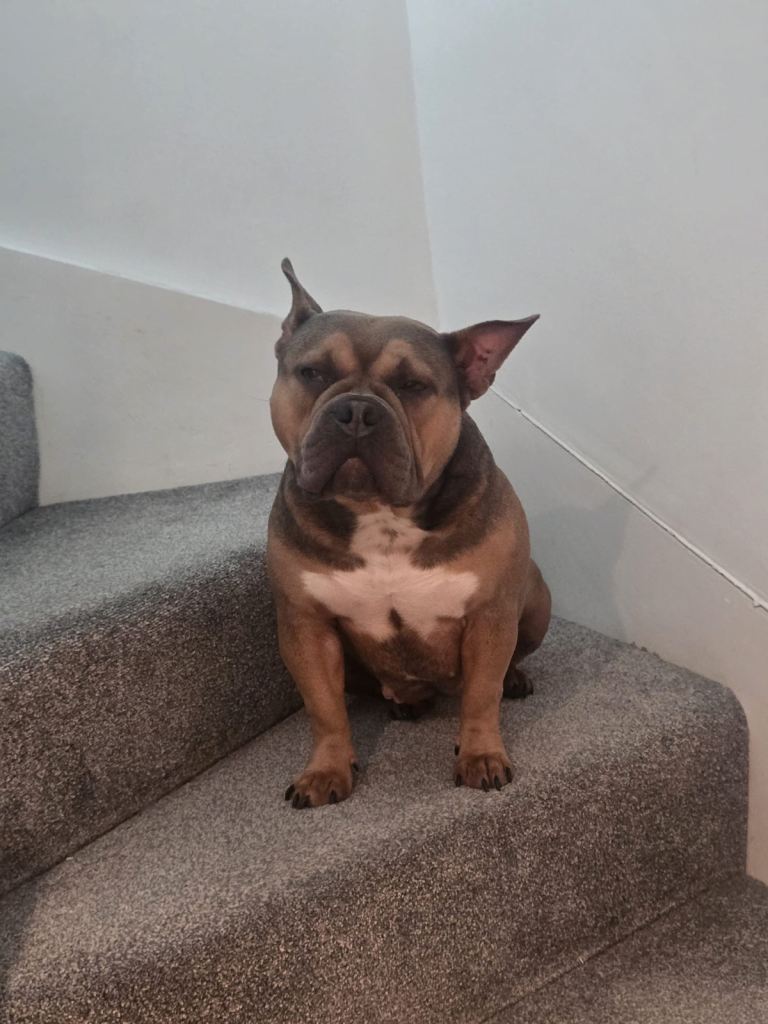 Beautiful American pocket bully 