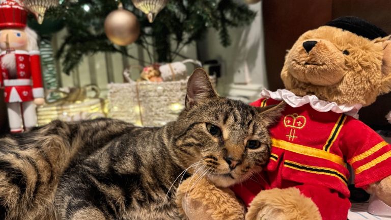  A beautiful tabby cat 