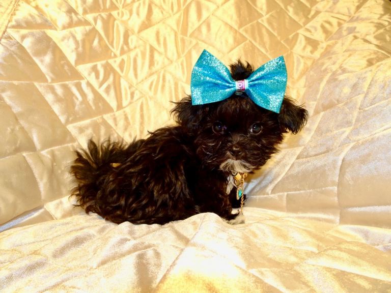 ***XXXXXXXS Ultra Rare Micro Black White Tiny F1 Maltese X Toy Poodle Maltipoo Puppy 5 months old***