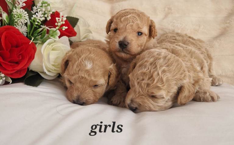 maltipoo puppies for sale