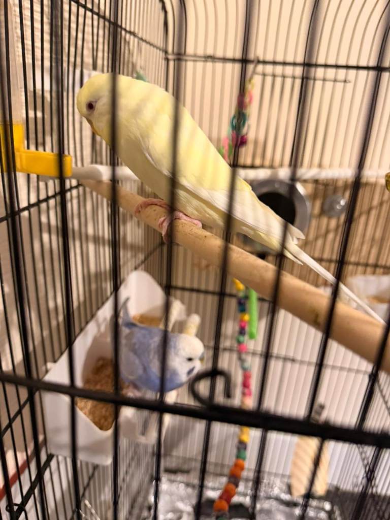 Budgies with cage