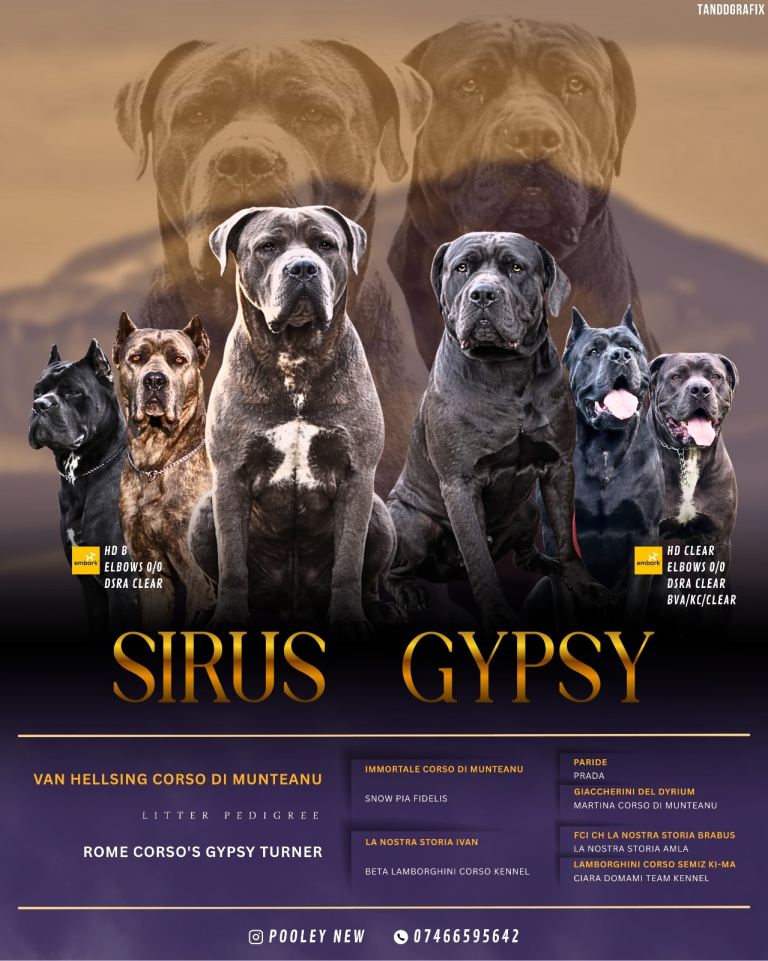 Cane corso puppies 