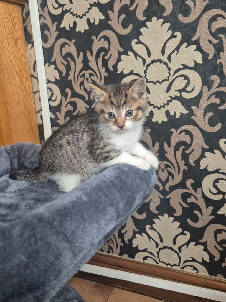 Playful kittens for sale 