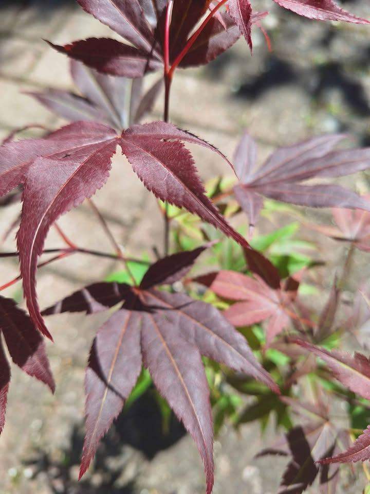 Acer Tree, Red leaved Japanese Maple Plant