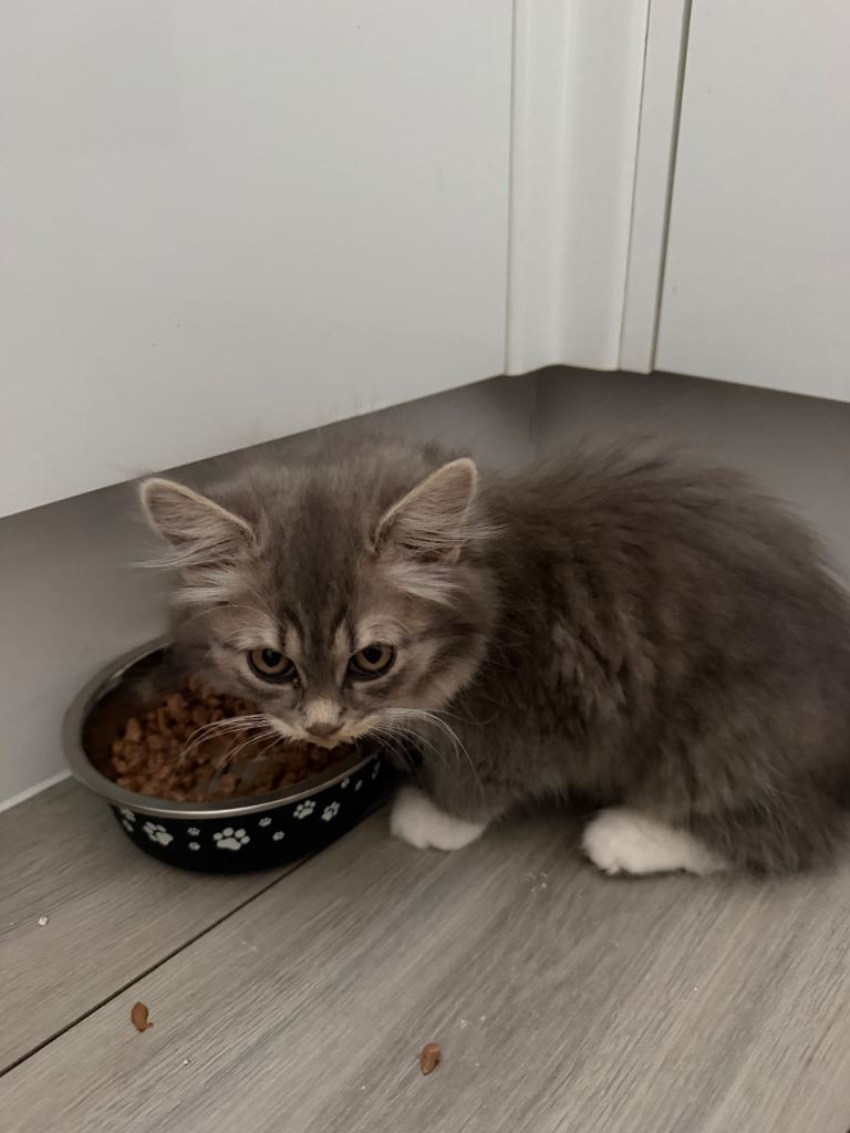 2 kittens for sale 