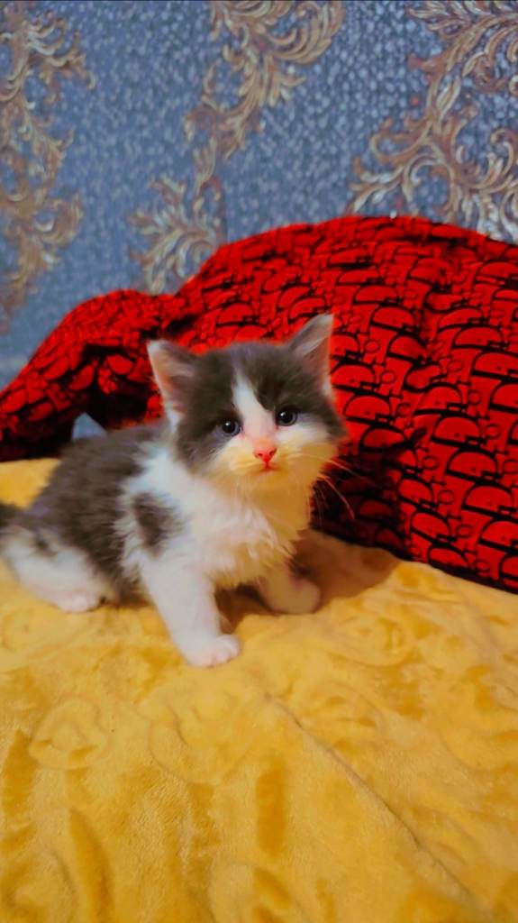 4 Gorgeous kittens 🤩✨️