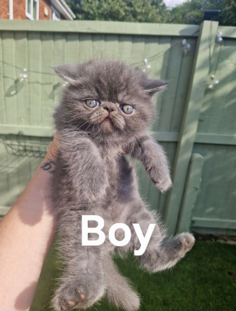 Beautiful Persian exotic kittens 