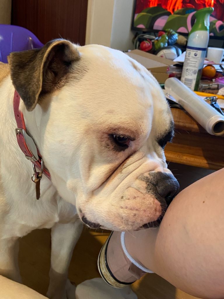 Sensible forever home sought for Alapaha Blue Blood Bulldog
