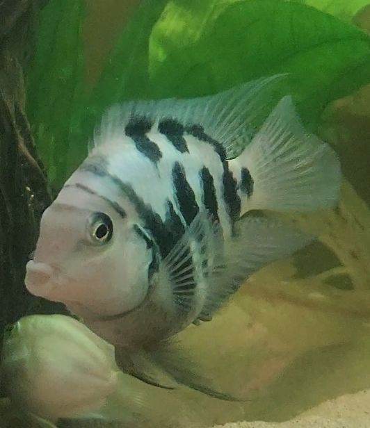 Tropical Fish Polar Parrots