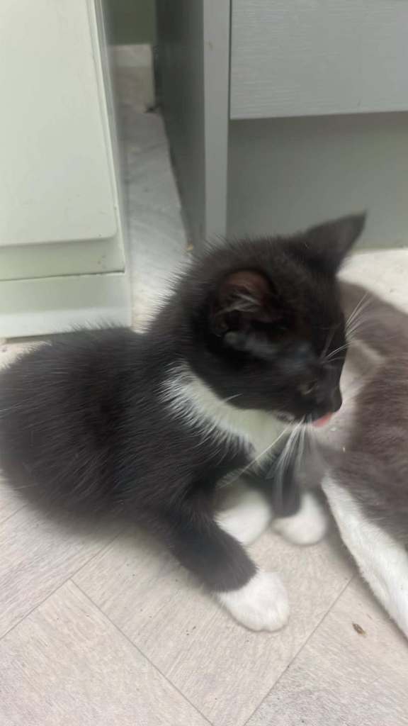 Kitten