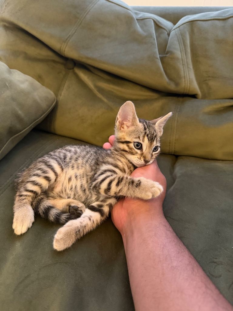Bengal Mix Kittens