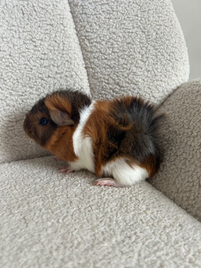 Male guinea pigs 