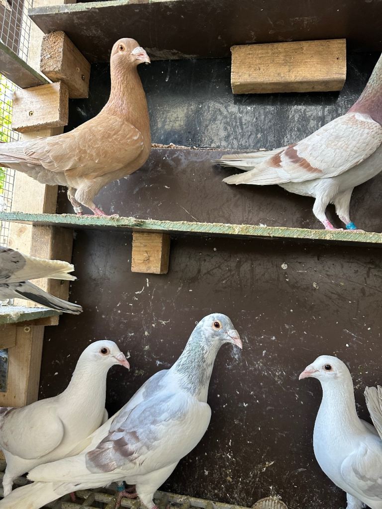 Colour Racing pigeons 
