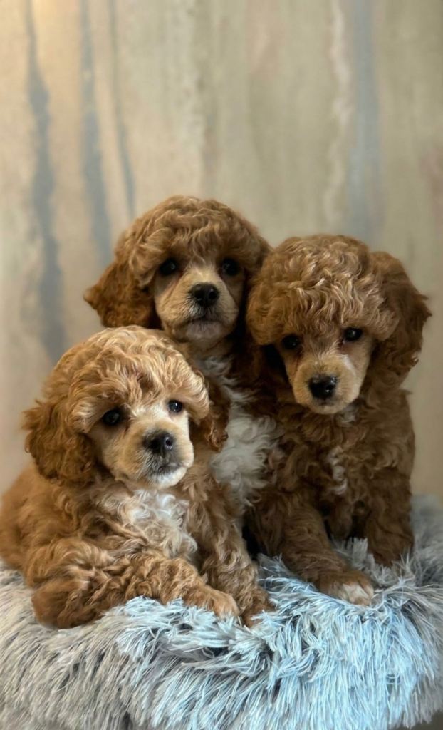 Toy Poodle puppies
