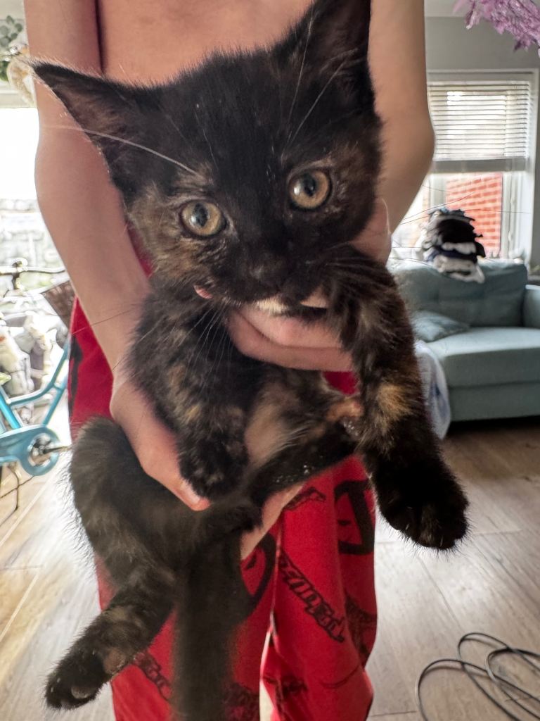 Last black calico kitten left