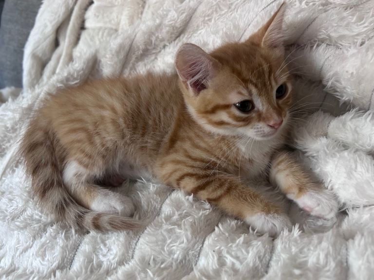 Kittens for sale 