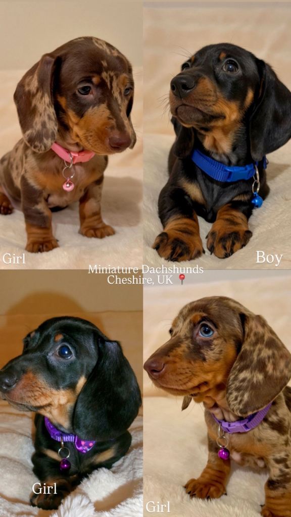 Miniature Dachshund Puppies - REDUCED