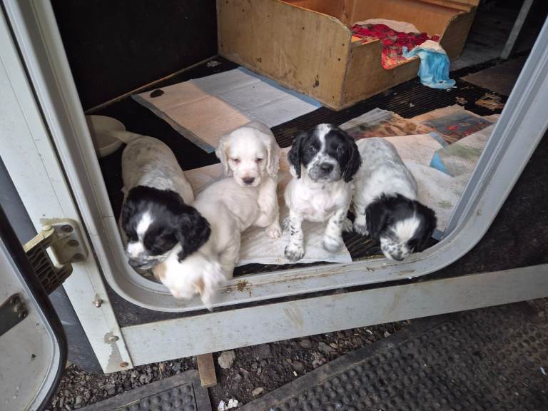 Cocker spaniel puppies