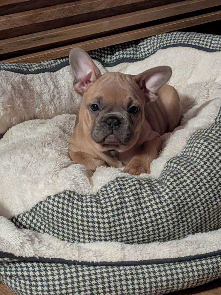 French bulldog puppies