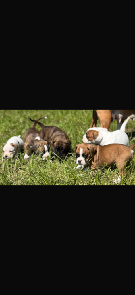 🐶 Beautiful Boxer Puppies