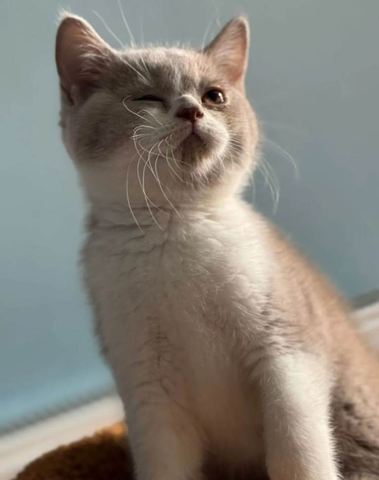 British Shorthair GCCF Registered Kittens Females