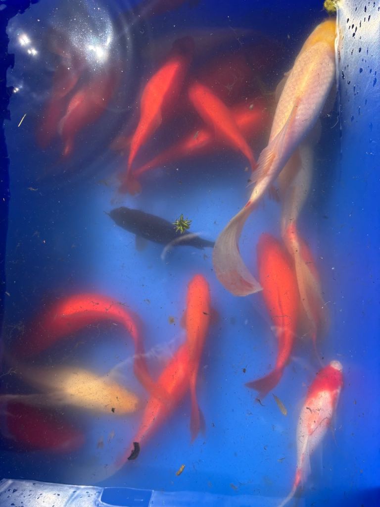 Pond fish