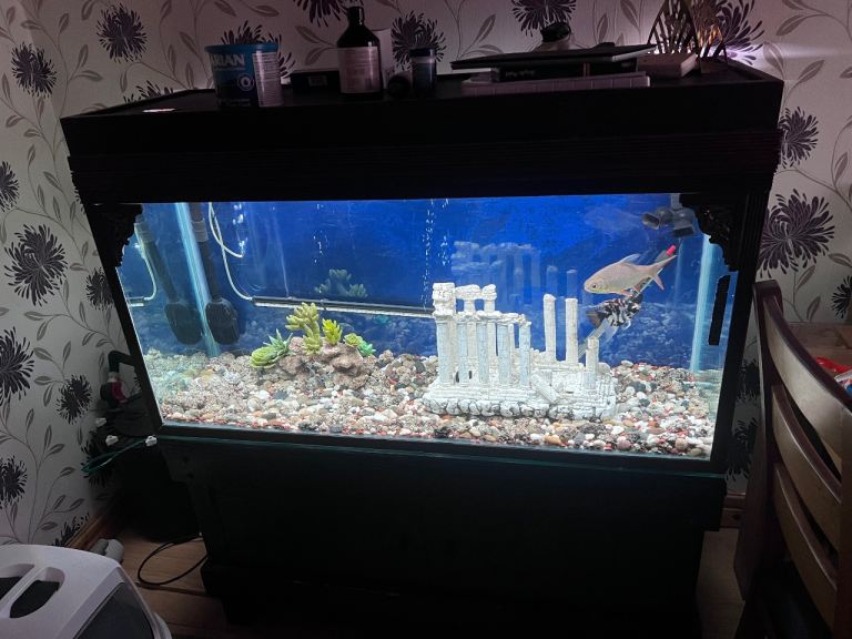 Fish tank With fish and pump