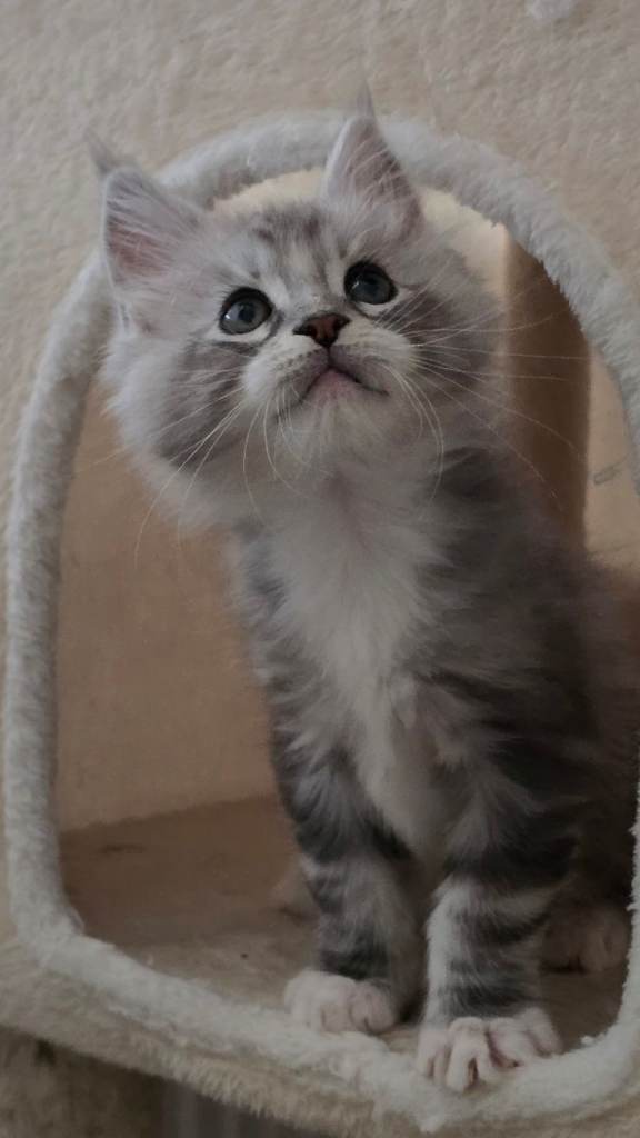 💥💥💥Beautiful Maine Coon kittens 💥💥💥