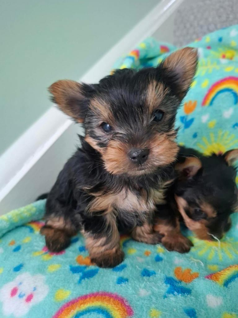 Yorkshire Terrier Puppies