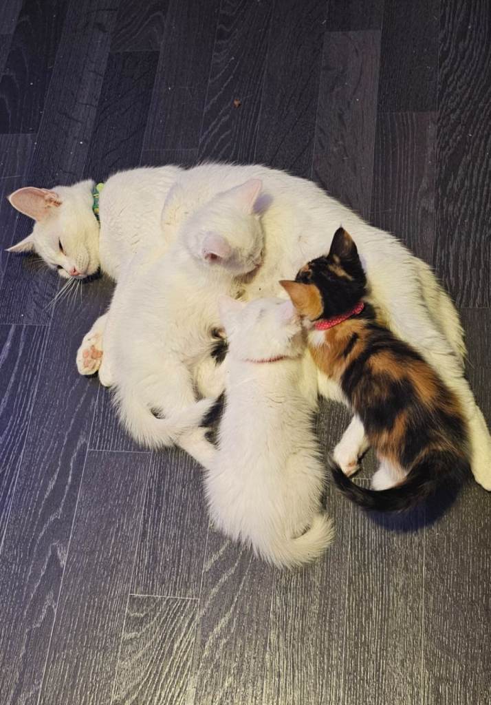 9 week old kittens forsale