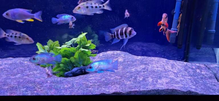 Various malawi cichlids (north London)