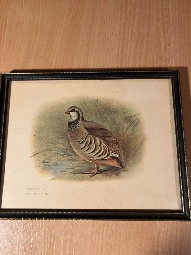 Pair of Black Gold Framed Archibald Thorburn Antique Prints