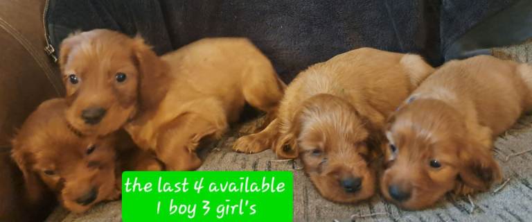 Irish setter puppies avaliable 25th Sept Norfolk 