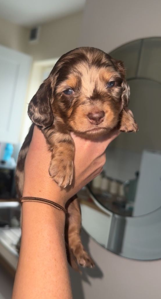 KC registered Datchunds puppies 