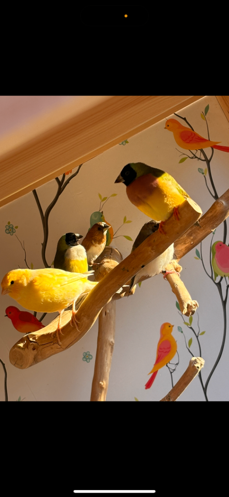 Healthy birds for sale 