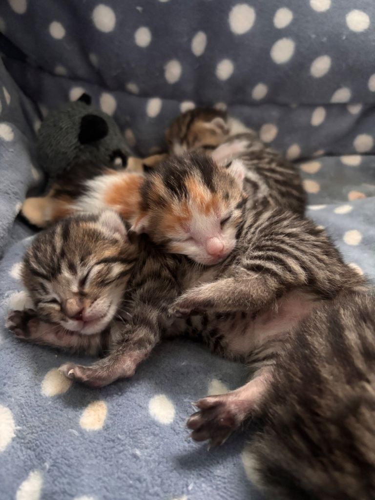 Beautiful Mixed Bengal Kittens – 4 Available (Ready in 4 Weeks)