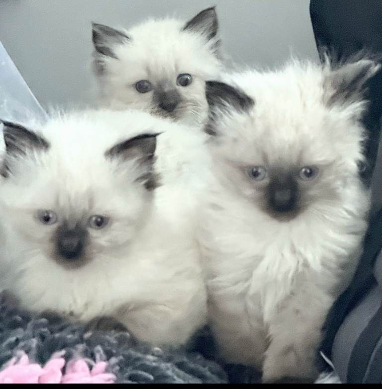 2 Female Ragdoll Kittens for sale