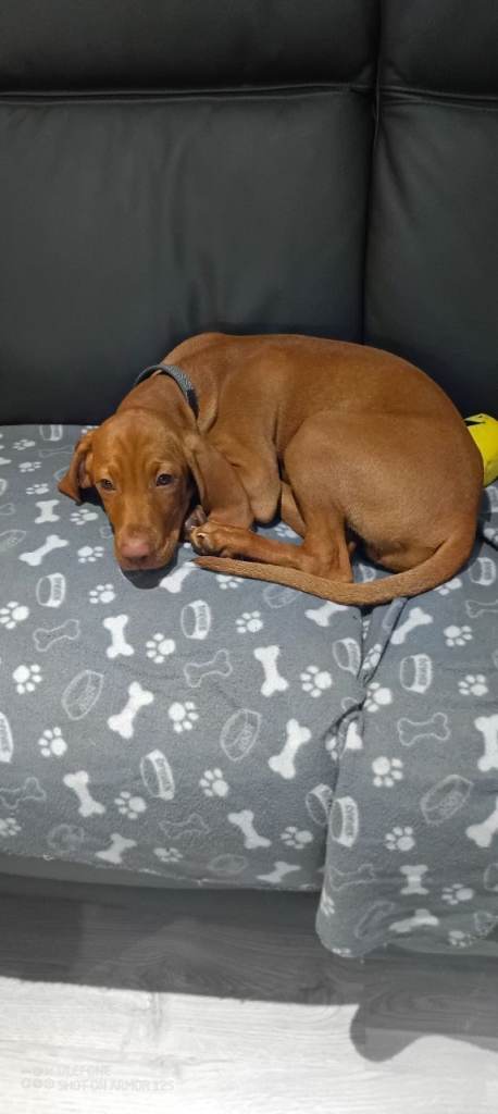 Hungarian viszla puppy 