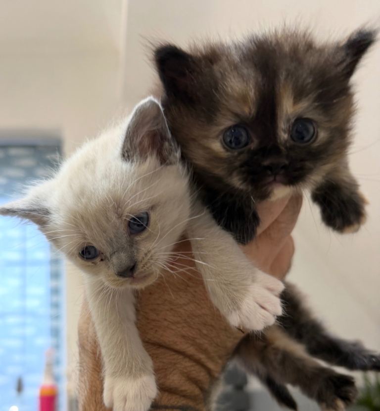 Two Beautiful Female Ragdoll Cross Kittens