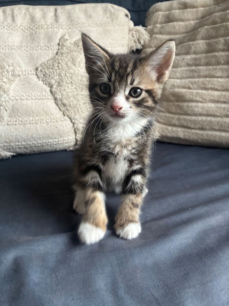 Beautiful fluffy kittens