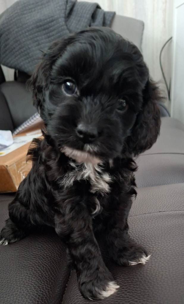* 2 GIRLS LEFT * REDUCED Outstanding miniature  cockapoo puppies 
