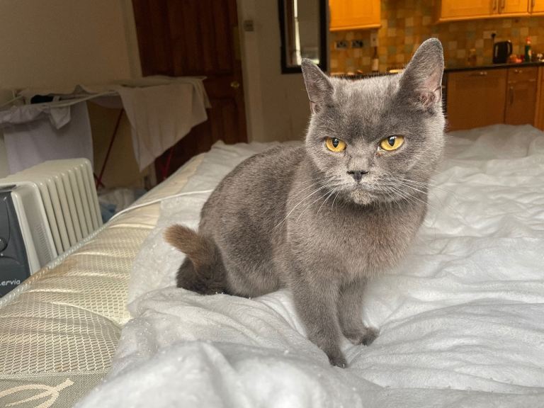 grey cat for sale 