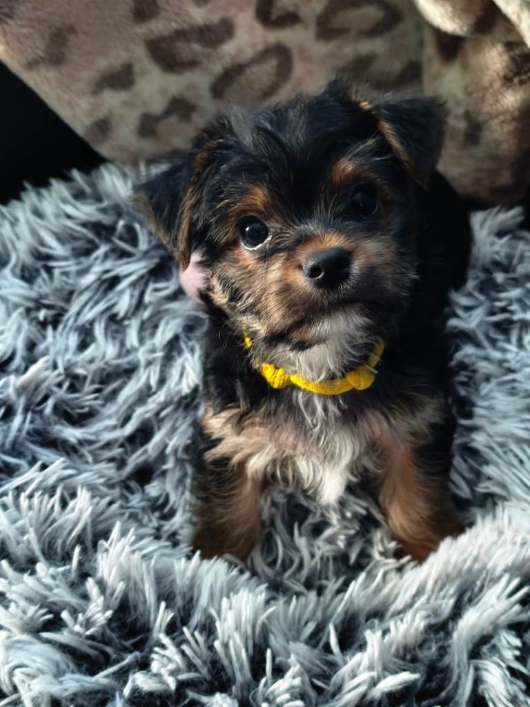 10 weeks old, Yorkshire terrier boy fully weaned, confident and ready to leave now