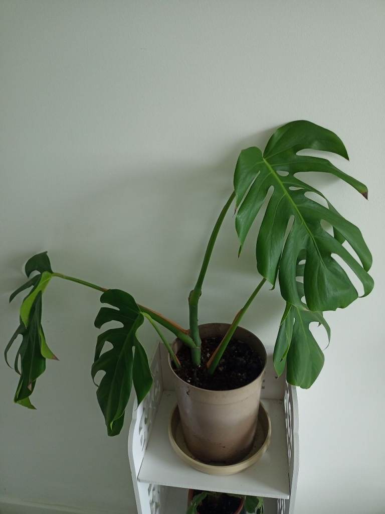 Cheese plant