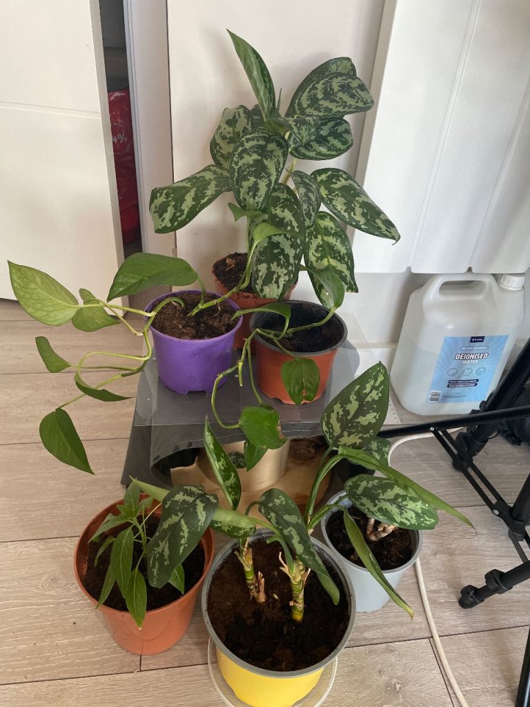 Plant bundle 