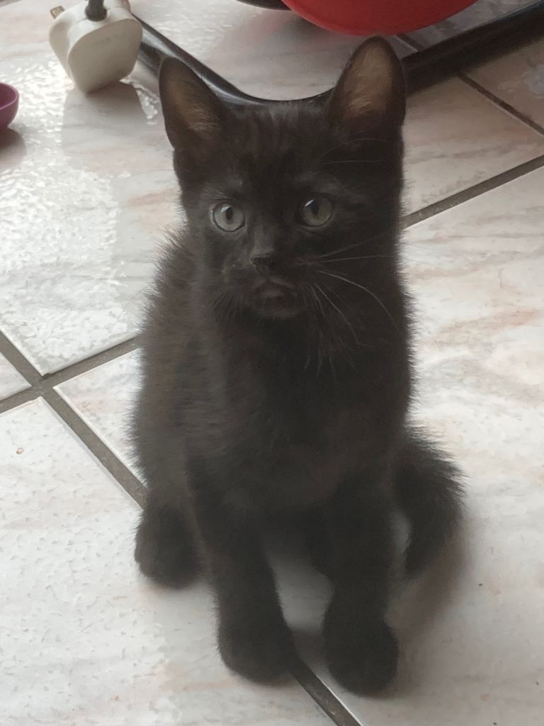 Kittens for sale
