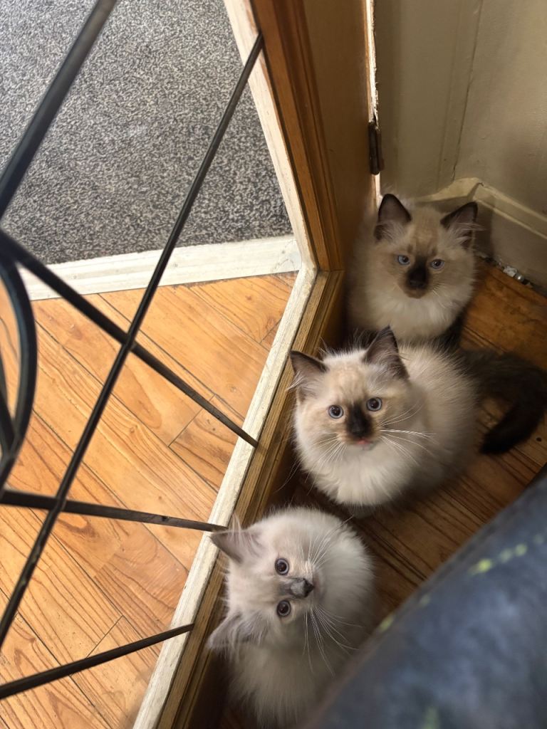 Full ragdoll kittens for sale 